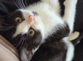 Black and white kitten