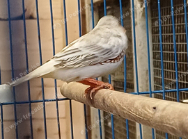6 male penguin finches