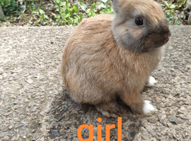 Mini rex x mini lop