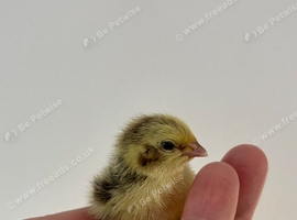HATCHED 07/07/26 - 6 Mixed Coturnix Quail Chicks