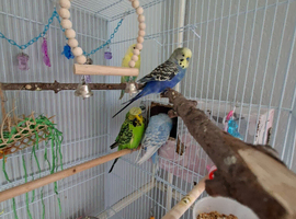 4 beautiful show budgies plus cage full set up not to be sold separately