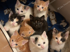 Kittens for sale