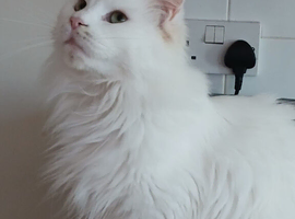 Registered Female maine coon