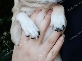 Small chihuahua boy