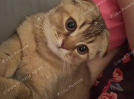 Scottish Fold Kitten Looking for a Loving Home