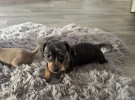 Ready to leave KC miniature Daschund