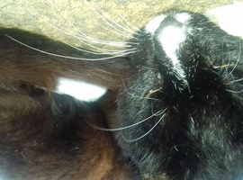 very friendly cat for rehoming!