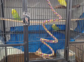 Budgies 4 sale