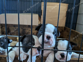 KC registered Boston terrier puppies