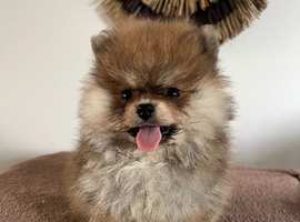 Pomeranian puppies - true to type - Black & Tan Chocolate caramel