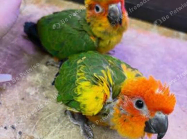 Sun conures sily tame babies available