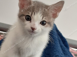 Tom kitten (10 weeks)