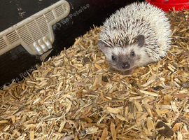 African pygmy hedgehog