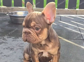 KC Fluffy French Bulldog Puppies