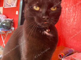 Looking to give a cat a loving home Oswestry