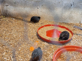 Mail  button quails for sale