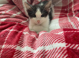 Kitten ready to go