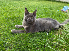 Mainecoon proven stud