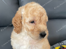 toy poodles