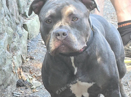 American bulldog Female