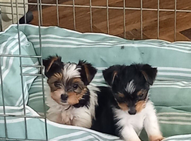 Biewer Pups Pedigree