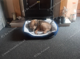 4 border terrier puppies