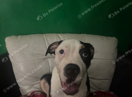 American Bully puppies - urgent rehoming