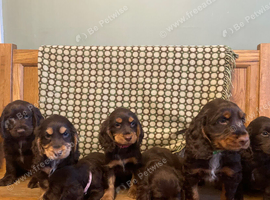 Stunning litter of Chocolate and Tan Cocker Spaniels