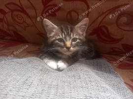 9 week old kitten looking for new home
