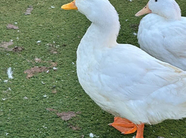 6 X Pure Pekin Duck HATCHING EGGS