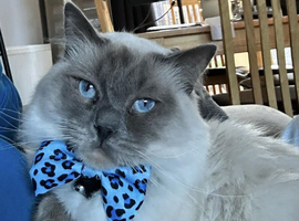 Proven Lilac Ragoll Male 2 years old rehoming