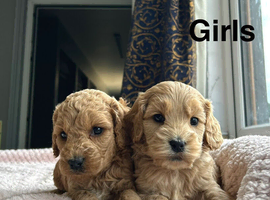5 lovely cockapoo puppies ready to leave us from 3rd July