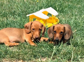 KC reg Miniature Smooth hair Dachshunds