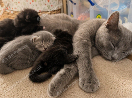 4 cute kittens.