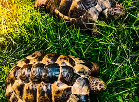 Stunning Tortoises for sale!