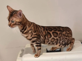 Tica registered brown bengal girl
