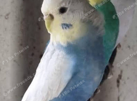Baby budgies