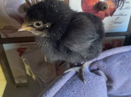 Pure copper black marans/pure rhode island red chick's available