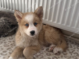Adorable chow husky