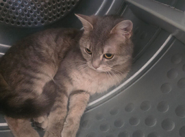 British shorthair X for sale