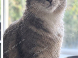 2 cats for rehoming