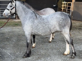 Top class 2 year old filly