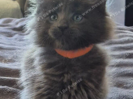 Maine coon pedigree kittens
