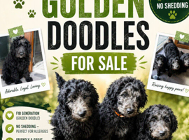 F1B  Rare black standard Goldendoodle puppies in North Wales