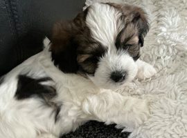 Havanese mix puppies