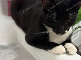 1 yr old male