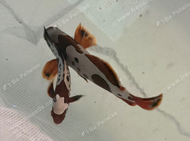 Gold Lightning Maroon Clownfish
