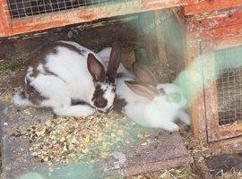5 rabbits, hutches and enclosure