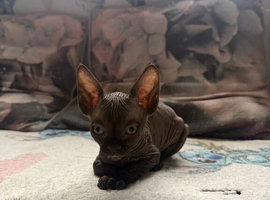 Sphinx&rsquo;s kittens