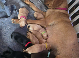 Beautiful litter of labrador puppies